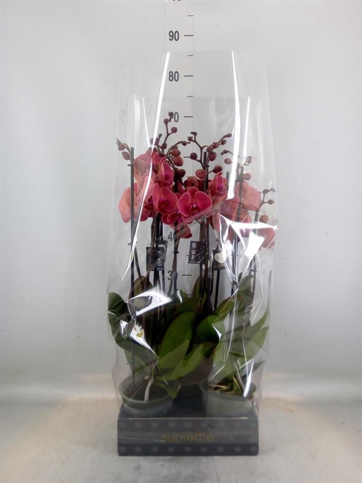 <h4>Phalaenopsis   ...orange</h4>