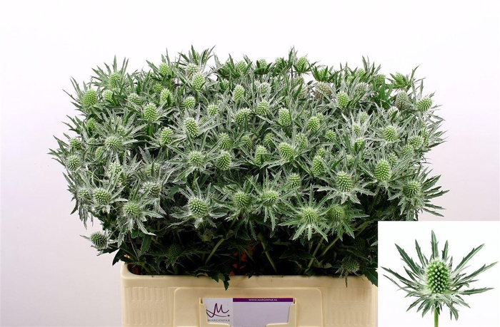 <h4>Eryn Sirius Qstar</h4>