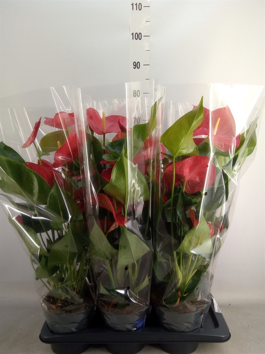 <h4>Anthurium andr. 'Karma Red'</h4>