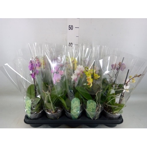 Phalaenopsis multi.   ...mix  3