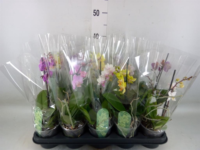 <h4>Phalaenopsis multi. ...mix 3</h4>