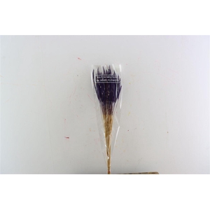 Dried Soft Silk Worms Purple Bunch