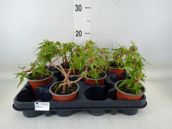 <h4>Begonia BD   ...</h4>