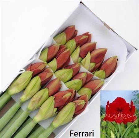 <h4>Hipp Ga Ferrari</h4>