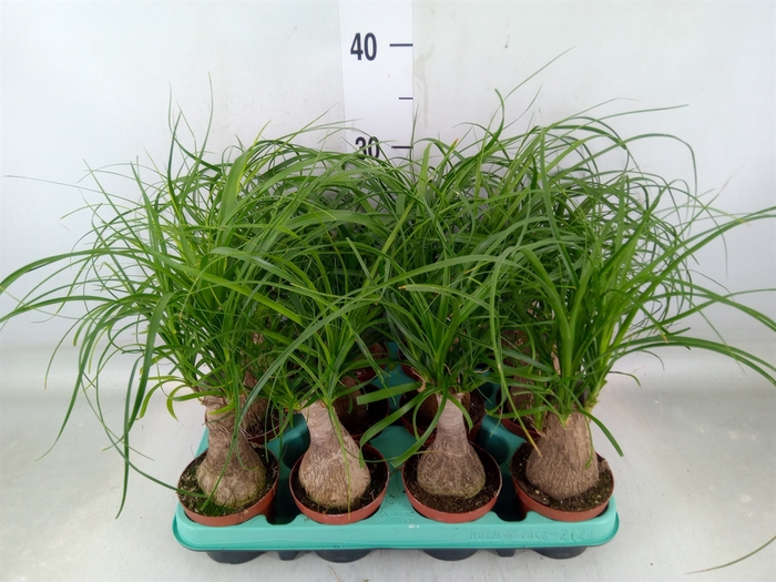 <h4>Beaucarnea recurvata</h4>