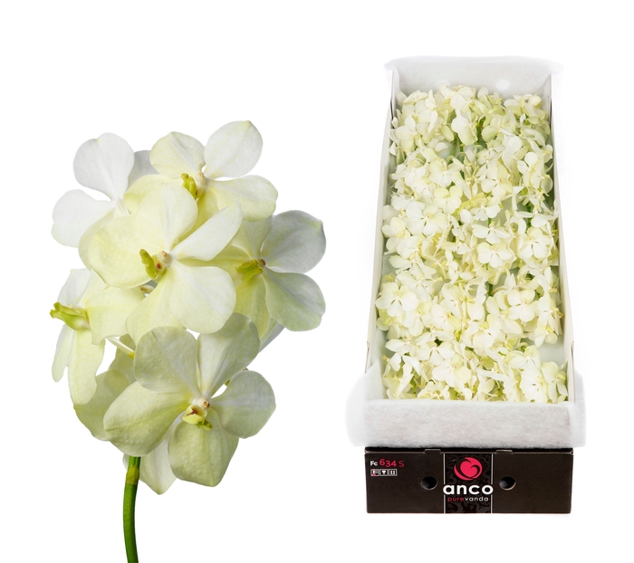 <h4>Vanda Tayanee White</h4>