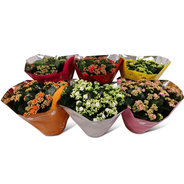 <h4>Kalanchoe gevuld Perfecta gemengd 5klr.</h4>
