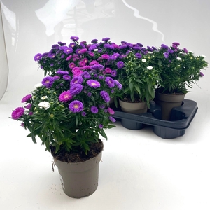 ASTER M LADY GEM POT