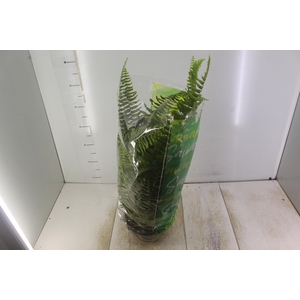 SAMAMBAIA AMERICANA C21