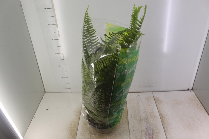 <h4>SAMAMBAIA AMERICANA C21</h4>