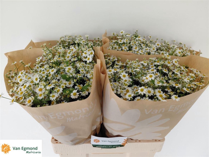 <h4>Tana Pa Cameron</h4>