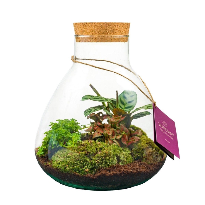 <h4>Wardians Terrarium - Erlenmeyer medium</h4>