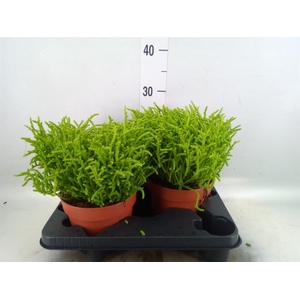 Crassula   ...