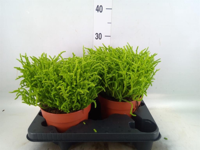 <h4>Crassula   ...</h4>