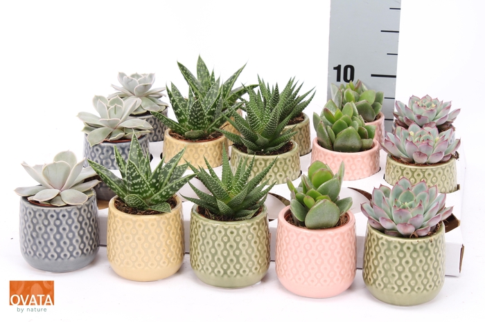 <h4>SUCC GEM 5 SRT</h4>