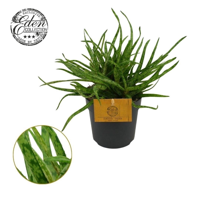 <h4>Aloe Spider 10,5cm</h4>