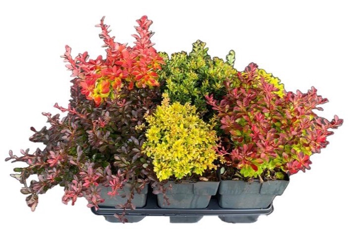 Berberis mix P17