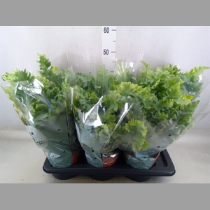 Phlebodium aureum 'Davana'