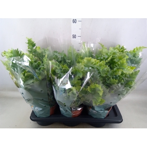 Phlebodium aureum 'Davana'