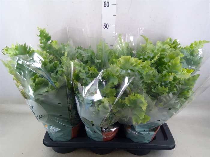 <h4>Phlebodium aureum 'Davana'</h4>