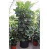 Ficus lyrata