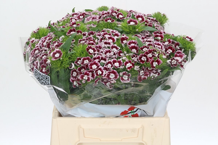 <h4>Dianthus Br Aldo Nisida</h4>