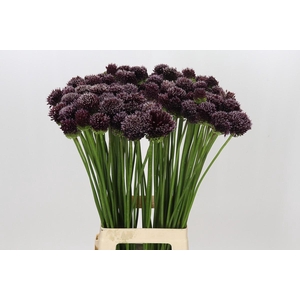 Allium Forelock