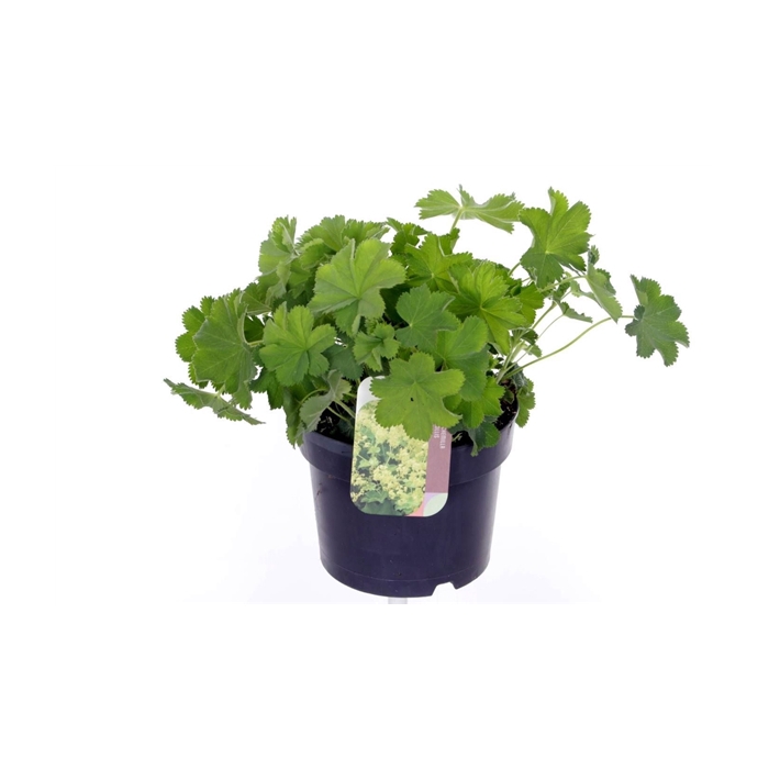 <h4>Alchemilla mollis</h4>