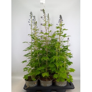 Delphinium el. 'PacG MagicFountian'