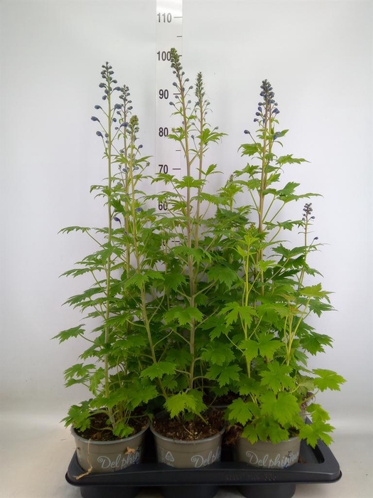 <h4>Delphinium el. 'PacG MagicFountian'</h4>