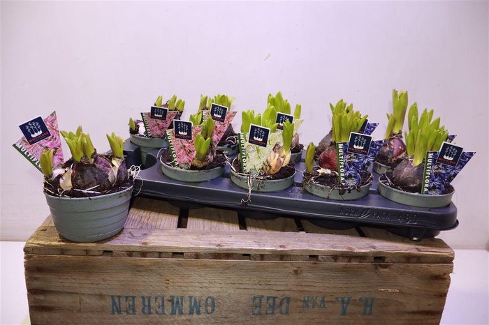 <h4>arr8 Hyacin Mult Gem 3 Kl</h4>