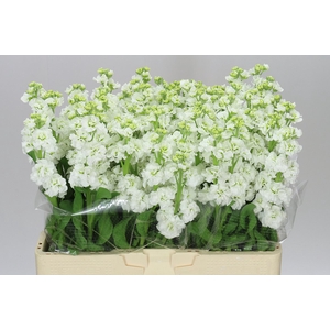 Matthiola White