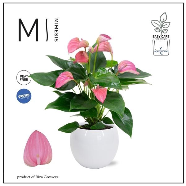 <h4>Anthurium Joli</h4>