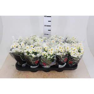 CRISANTEMO MINI P11 BRANCO
