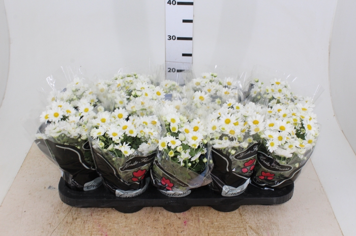 CRISANTEMO MINI P11 BRANCO