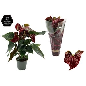 Anthurium 17 cm Tranquillo in Diamond Line Purple sleeve
