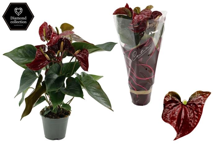 <h4>Anthurium 17 cm Tranquillo in Diamond Line Purple sleeve</h4>