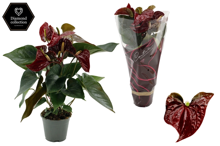<h4>Anthurium 17 cm Tranquillo in Diamond Line Purple sleeve</h4>