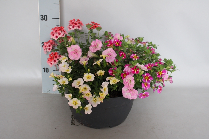 <h4>Schaal 26 Mix 06 Calibrachoa, Petunia, Verbena</h4>