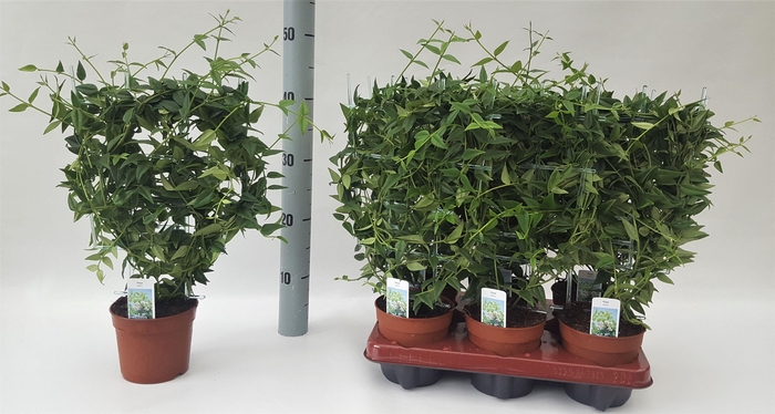 <h4>Hoya Bella Groen</h4>