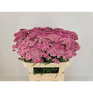Achillea M Daphne
