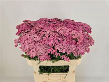 <h4>Achillea M Daphne</h4>