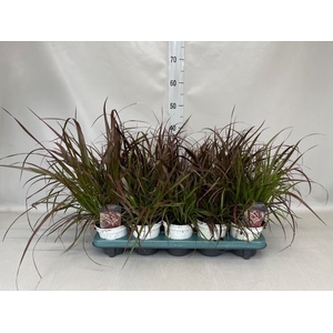 Pennisetum advena 'Rubrum'
