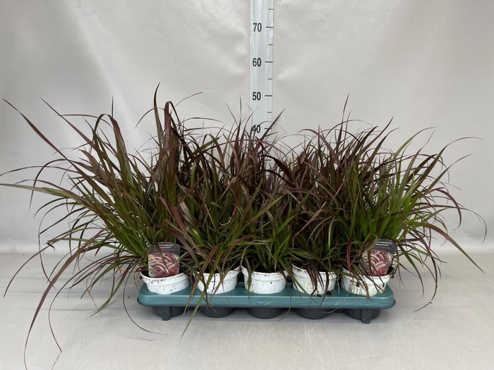 <h4>Pennisetum advena 'Rubrum'</h4>