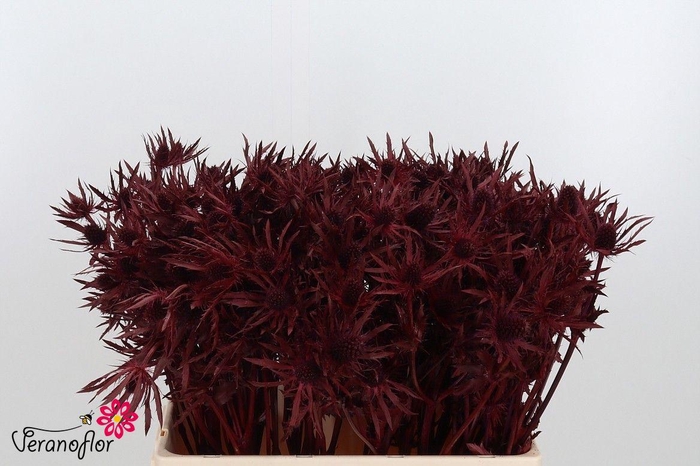 <h4>ERYN DOBIDA KLB H%</h4>