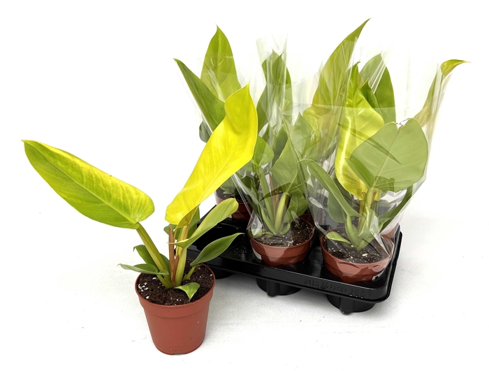 <h4>PHIL OVERIG</h4>