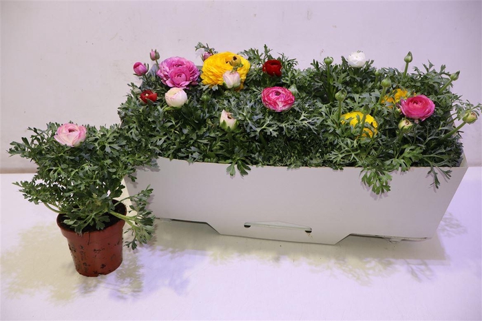 <h4>arr8 Ranun Sprink Gem</h4>