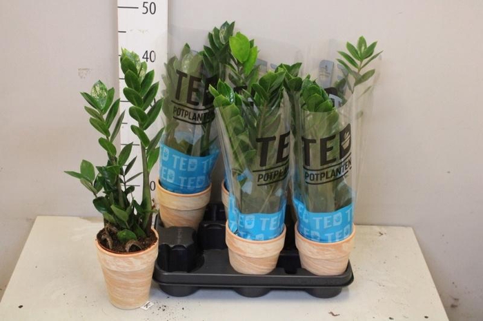 <h4>ZAMIO ZAMIIFOLIA</h4>