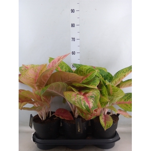 Aglaonema   ...