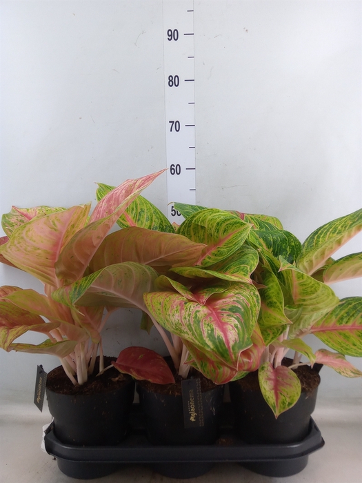 <h4>Aglaonema   ...</h4>